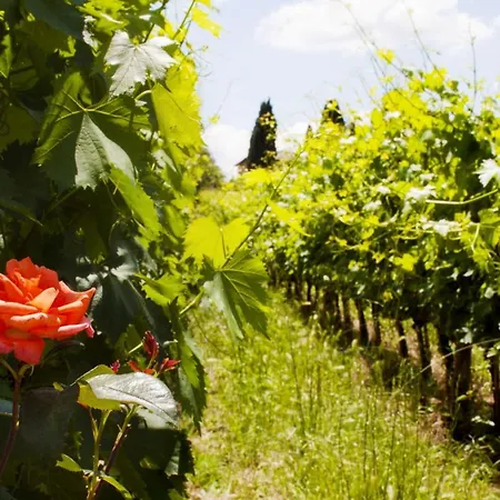 Azienda Agricola Di Fietri * San Vincenti