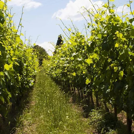 Azienda Agricola Di Fietri * San Vincenti